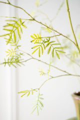 Mimosa tak groen - 96cm