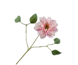 Clematis roze - 65cm