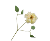 Clematis geel - 65cm