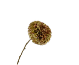 Dahlia Steel Grn/Roz 74 cm
