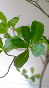 Moringa Tree 150cm