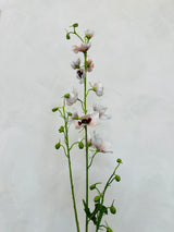 Delphinium Tak Cr/Roz 101 cm