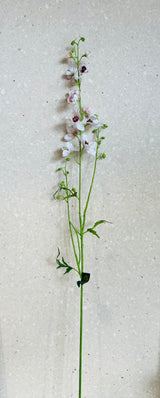 Delphinium Tak Cr/Roz 101 cm