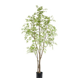 Nandina Tree 210cm