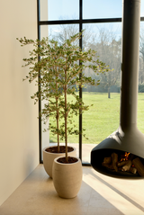 Black Olive Tree 180cm