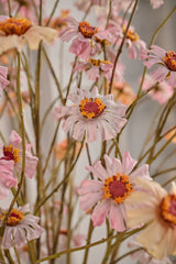 Zinnia tak Mauve 89cm