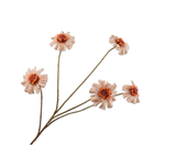 Zinnia tak Perzik 89cm