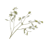 Mimosa tak groen - 96cm