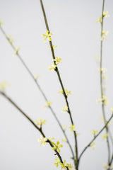 Pittosporum tak groen - 85 cm