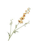 Delphinium tak geel - 101cm