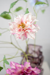 Clematis roze - 65cm