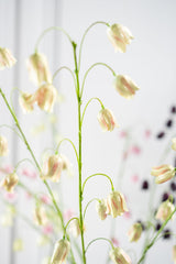 Fritillaria Geel - 97cm