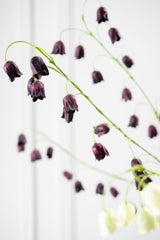 Fritillaria Bordeaux- 97cm