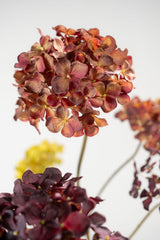 Hortensia Tak Rood/Bruin 85 cm
