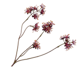 Capparis Tak Bordeaux 74 cm