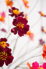 Cosmos Tak Paars 94 cm