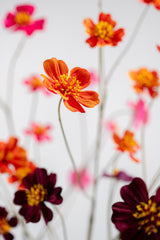 Cosmos Tak Oranje 94 cm