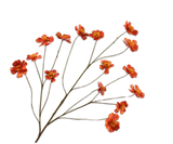 Cosmos Tak Oranje 94 cm