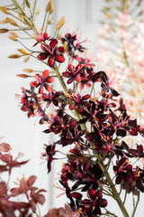Eremurus Steel Bordeaux 107 cm
