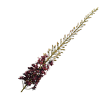 Eremurus Steel Bordeaux 107 cm