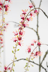 Capparis Tak Bordeaux 107 cm