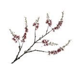 Capparis Tak Bordeaux 107 cm