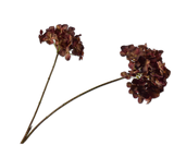 Hortensia Tak Rood/Bruin 85 cm