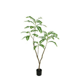 Mimosa Tree 150cm