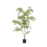 Moringa Tree 150cm