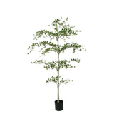 Black Olive Tree 180cm