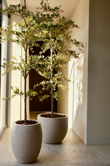 Black Olive Tree 180cm