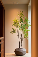 Nandina Tree 210cm