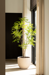 Nandina Tree 210cm