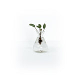 klein stekvaasje van klein met een pannenkoekenplant